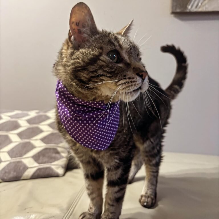 Bandana violet Pat'Eco (chat)