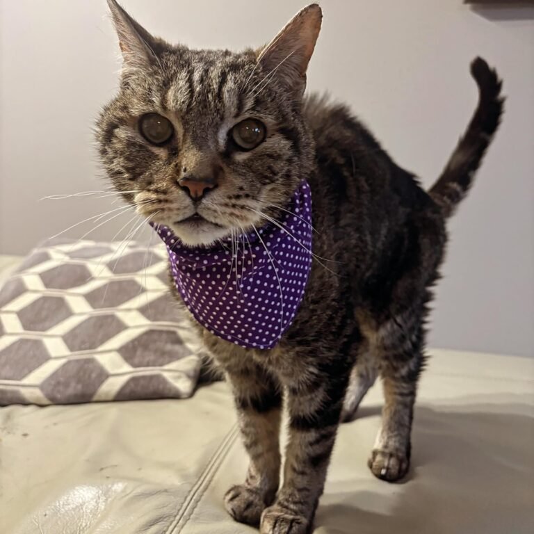 Bandana violet Pat'Eco (chat)
